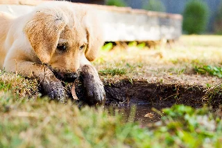 rachyt73 puppy 5413165