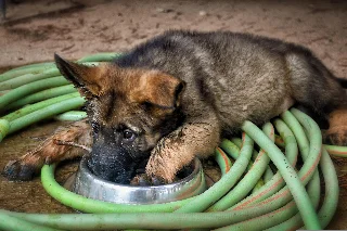 angeleses german shepherd dog 3736240