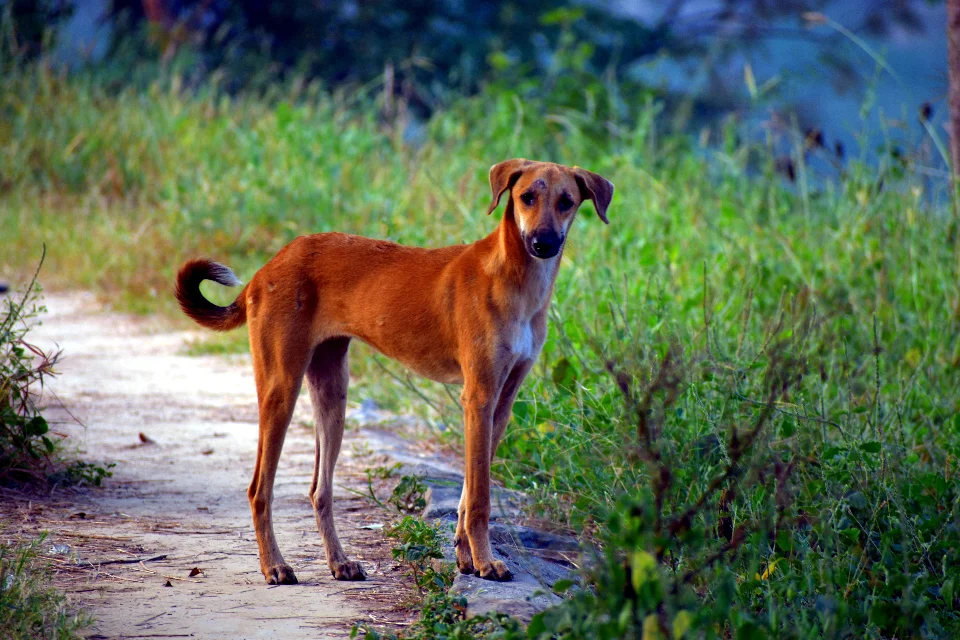 sandeephanda yellow pariah dog 2866725