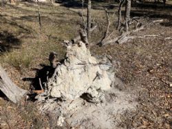 Figure 4: Outcropping Kaolin at surface in Holly Kaolin Project Area