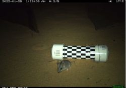 Figure 2: Site layout and Sandhill Dunnart captured on camera at Site 17B