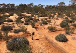 Figure 2: Site layout and Sandhill Dunnart captured on camera at Site 17B