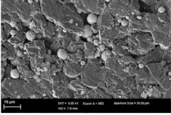 Figure 2 – SEM Image, Silicon Sphere Distributed in Graphite Voids