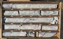 Figure 4: HHGG25-003 drill core at the Golden Gate Target