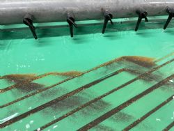 Figure 10 – Gold concentrate on the Gemini table.