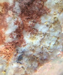 Figure 1. Gold in quartz veins at surface recently collected at the Vampire Prospect