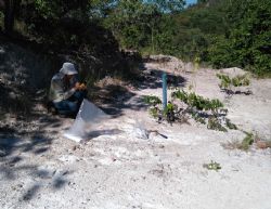 Figure 2: Crusader geologist sampling the greisen zone at Manga.