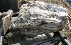 Figure 5. Example of high quality white spodumene crystals discovered during the excavations of pegmatite exposures south of North Aubry prospect.