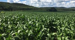The Company’s first maize crop at Arcadia