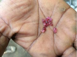 High quality rubies from secondary ruby deposit being mined by artisanals on license 8245L