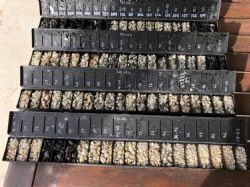RC Drill chip tray D03 showing light colored spodumene pegmatite interval (Drillhole FRC104).