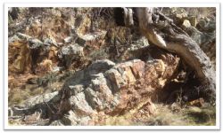 Gossanous outcrop near historical workings at the Rock Lodge prospect, Myalla.