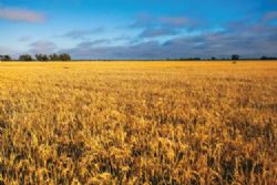 New rice grower kicks goals with GrowRice