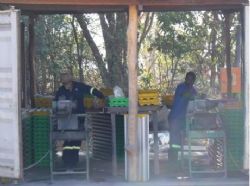 Core cutting and sample preparation at Caula Project, August 2018.