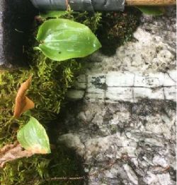 Spodumene crystals at the Viau Dallaire pegmatite