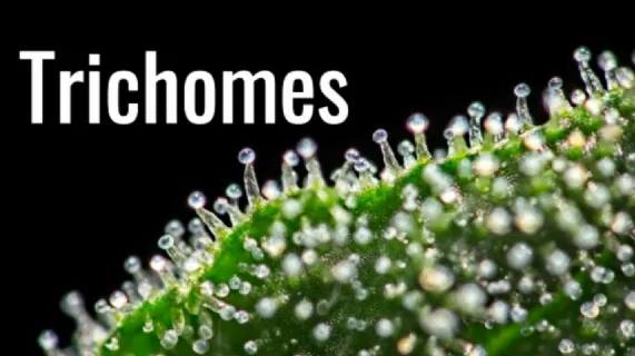 Receives Approval Notification from the U.S. Patent office on it's 1st Patent