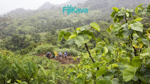 Leilo Transaction Update - Inventory Build and Capital Raise