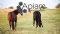 Apiam Animal Health Limited (ASX:AHX) Q1 FY24 Performance Update