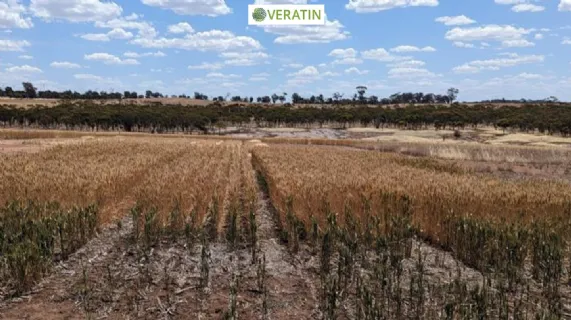 New Product Launch - Verigrow(R) Hose-On