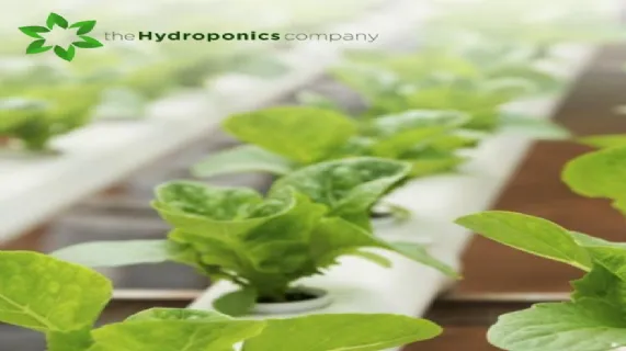 Secures 24.6ha Cannabis Cultivation Site