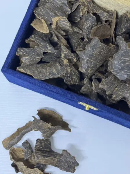 العود