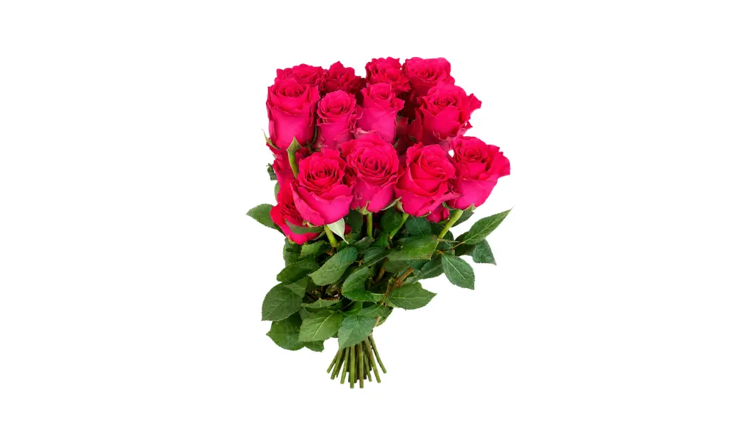 25 Hot Pink Ecuadorian Roses