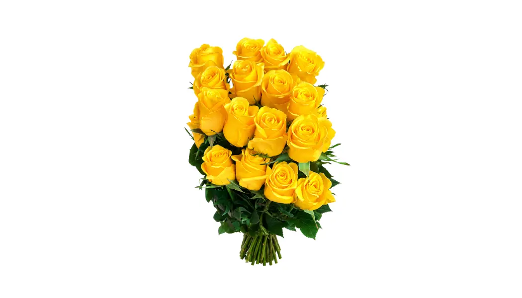 25 Yellow Ecuadorian Roses