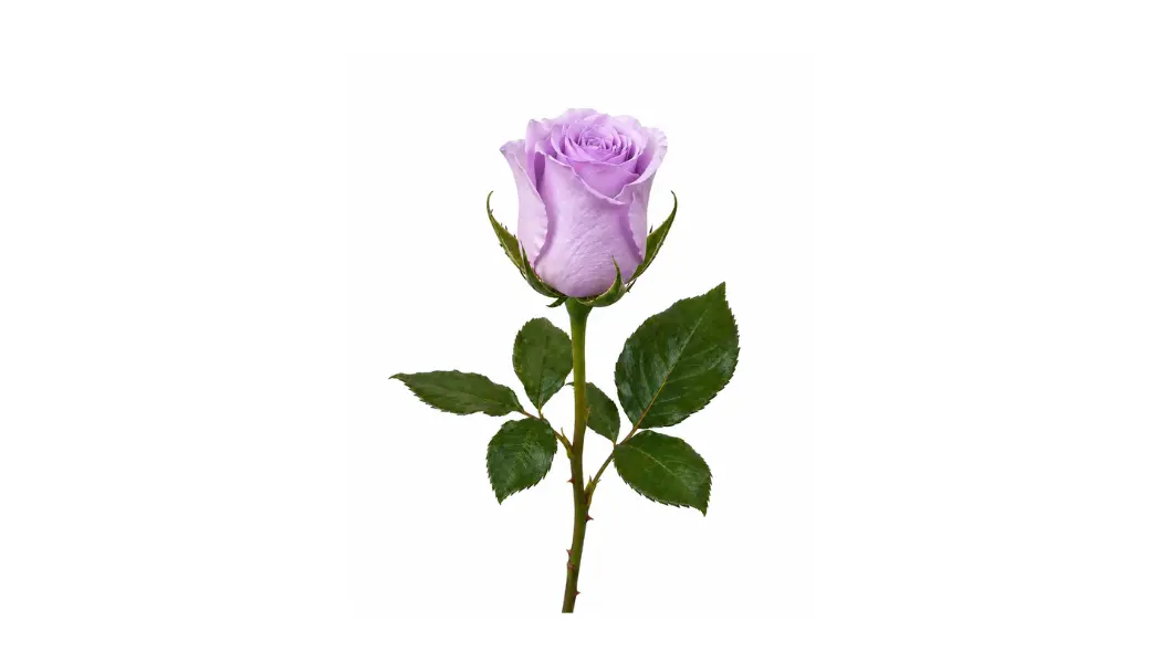 Purple rose
