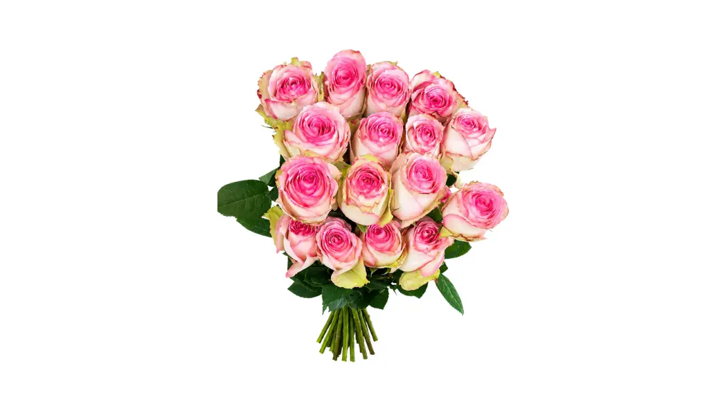 25 Esperance Ecuadorian Roses