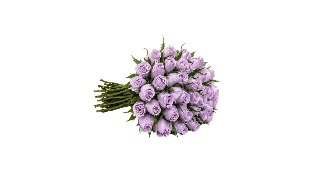 25 Purple Roses