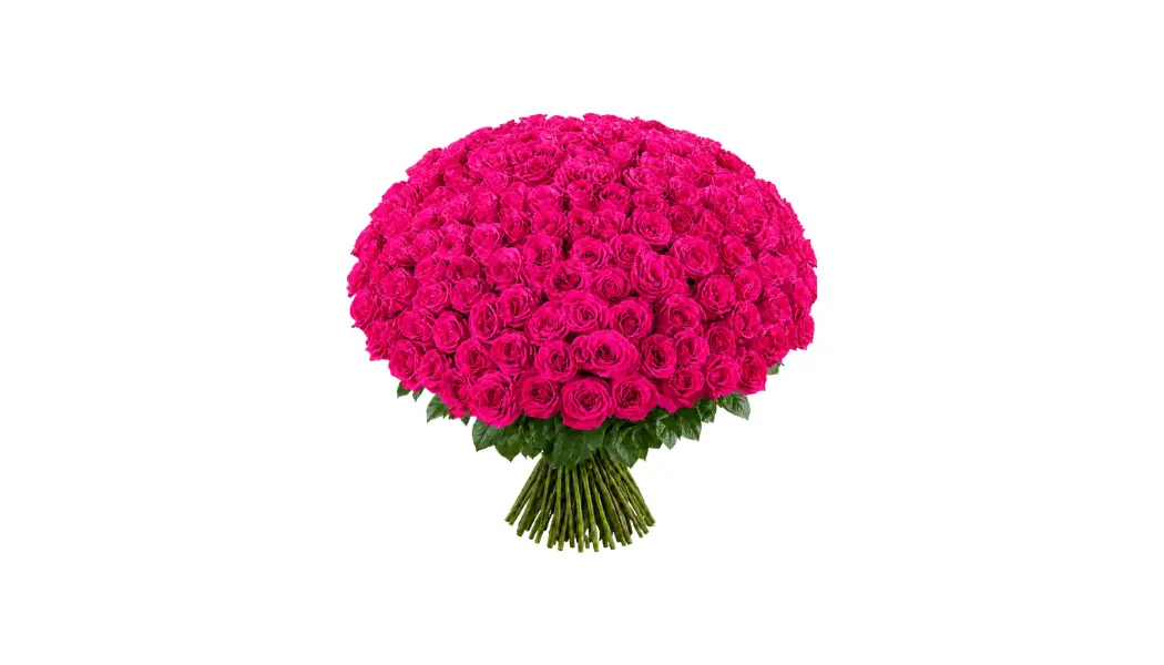 200 Fuchsia Rose Bouquet
