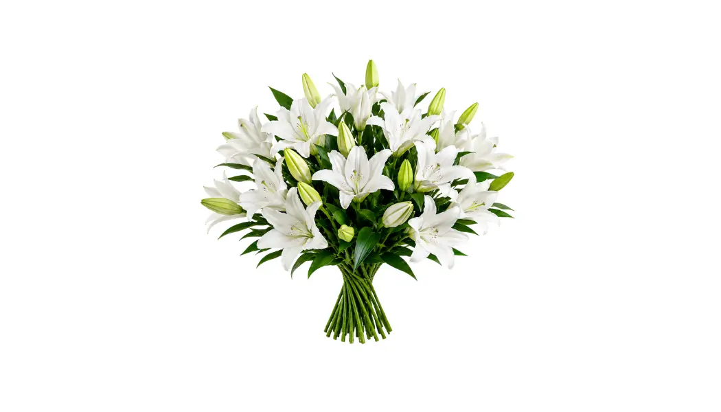 White Lily Stems
