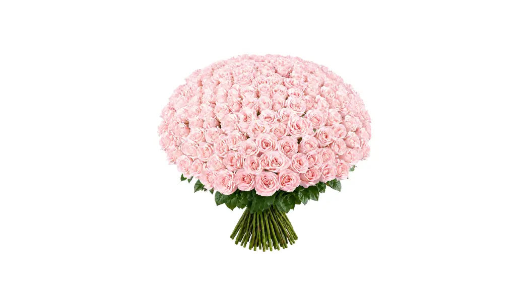 200 Light Pink Rose Bouquet