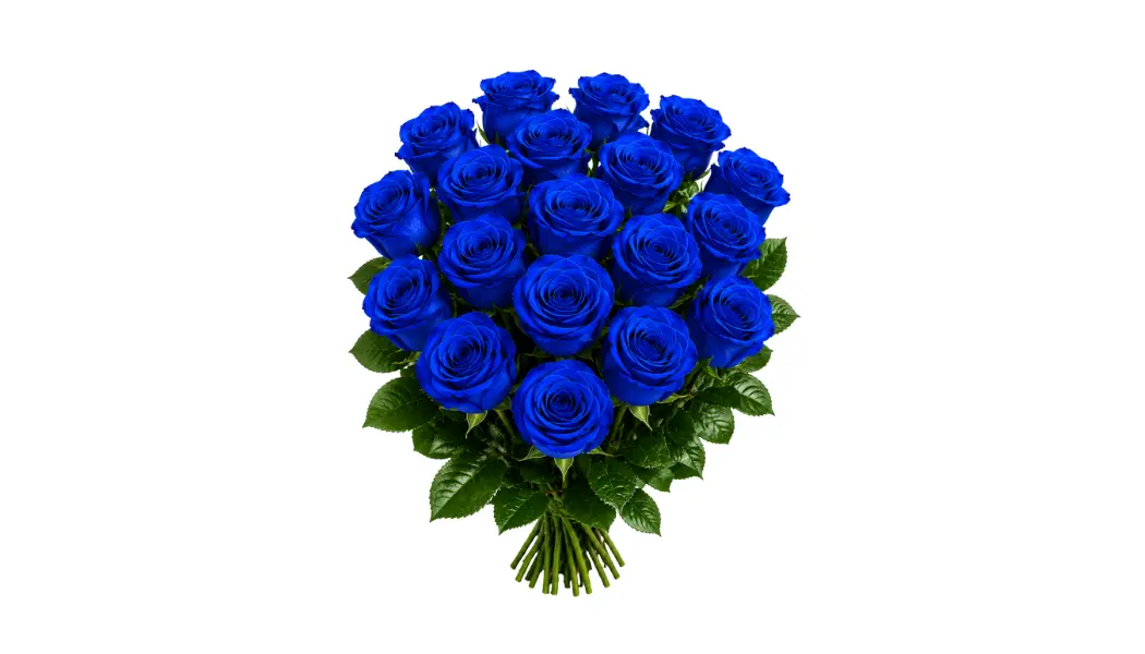25 Blue Ecuadorian Roses