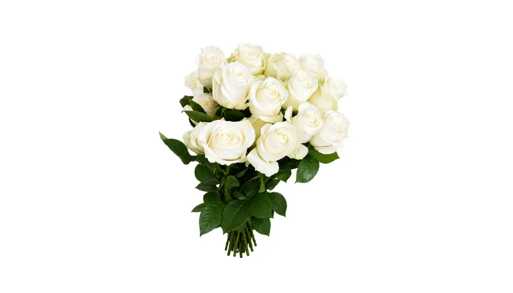 25 White Ecuadorian Roses