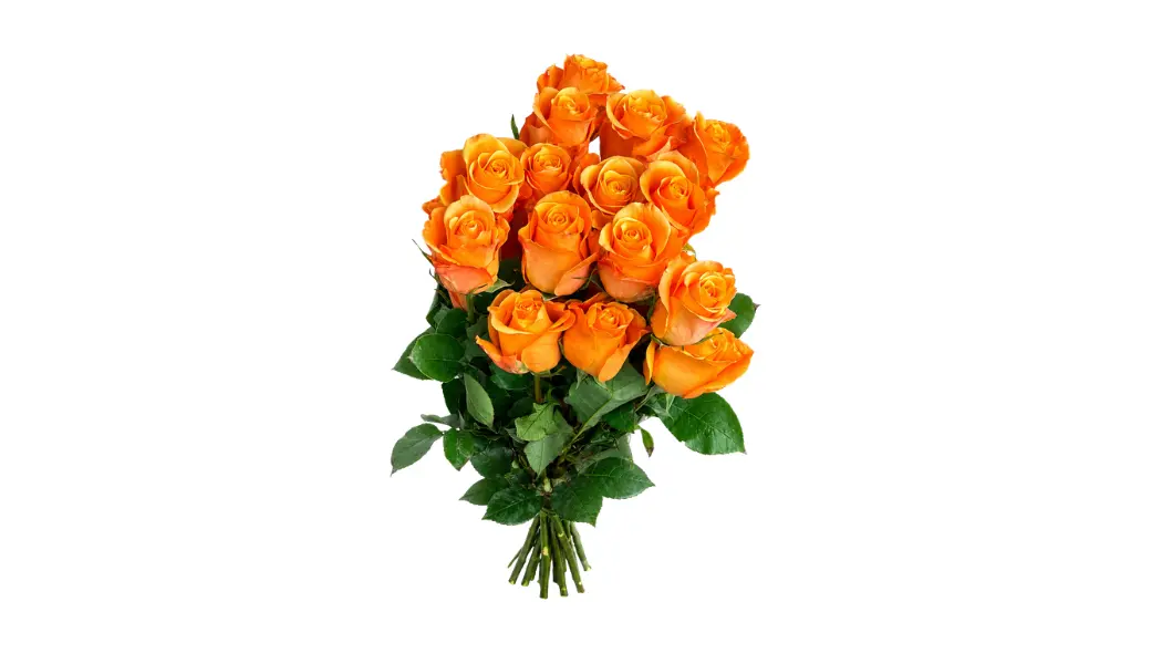 25 Orange Ecuadorian Roses