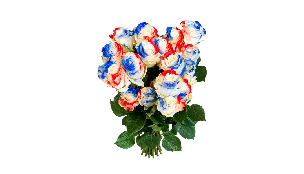 25 French Tricolor Ecuadorian Roses