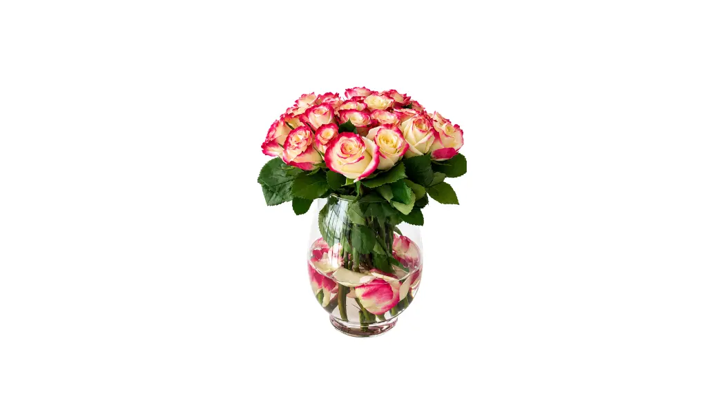 25 Pink Edge Rose Vase Arrangement