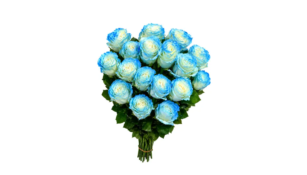 25 Argentine Sky Ecuadorian Roses