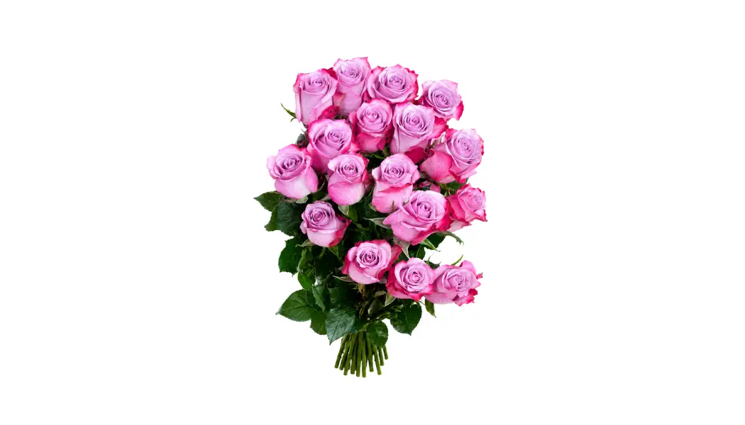 25 Lavender Ecuadorian Roses
