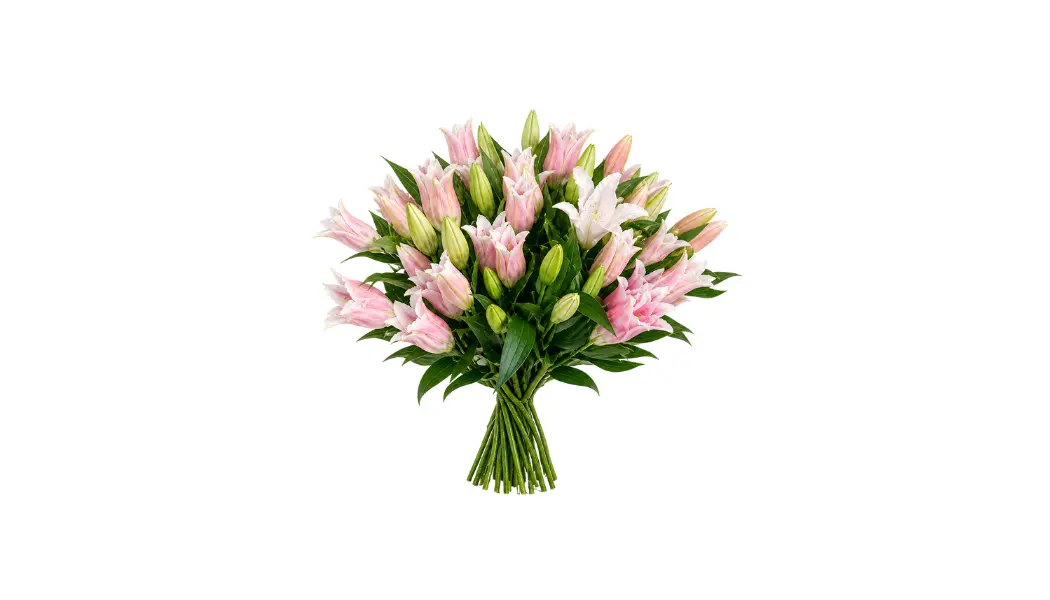 Pink Lily Stems