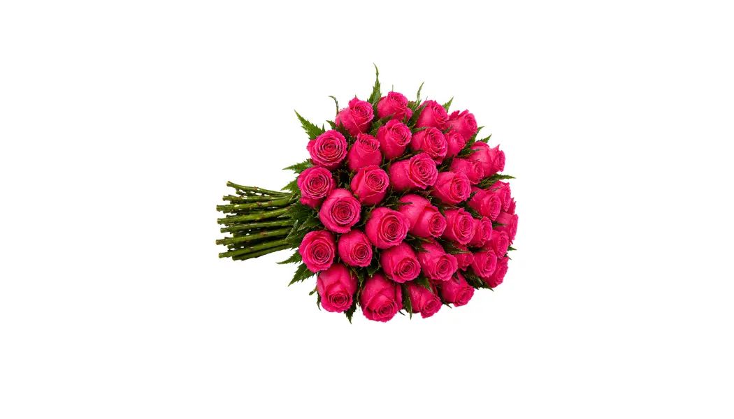 25 Fuchsia Roses