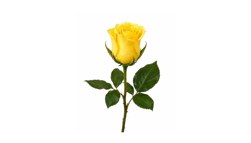 Yellow rose