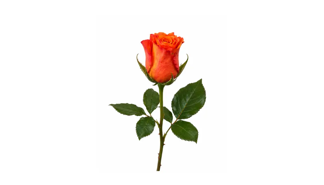 Orange rose