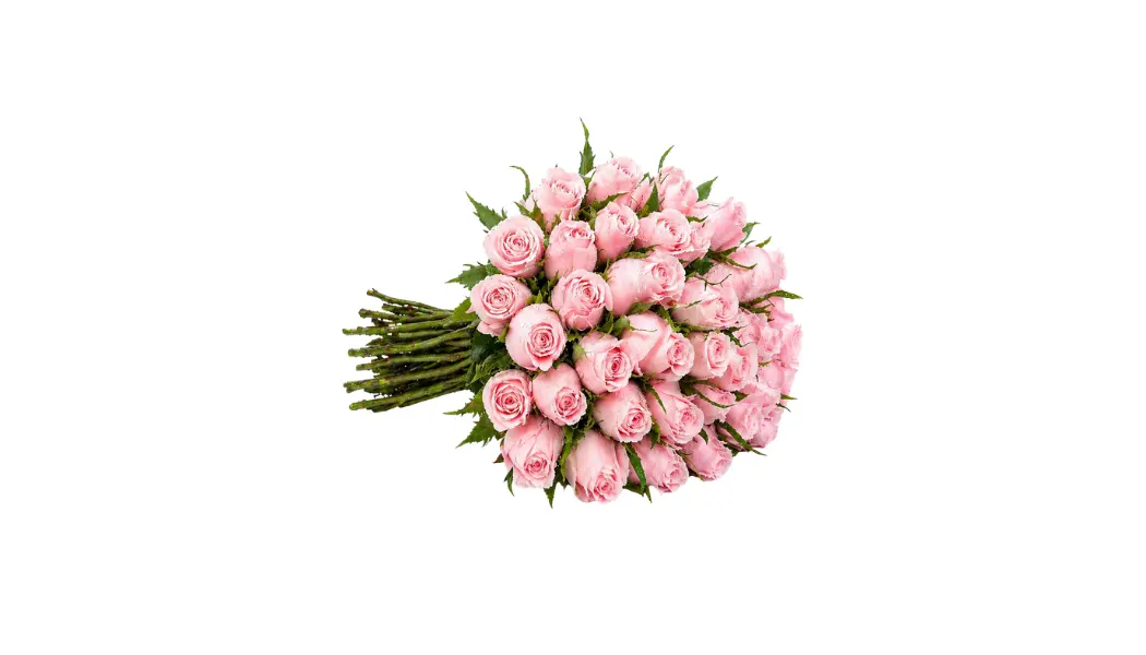 25 Light Pink Roses