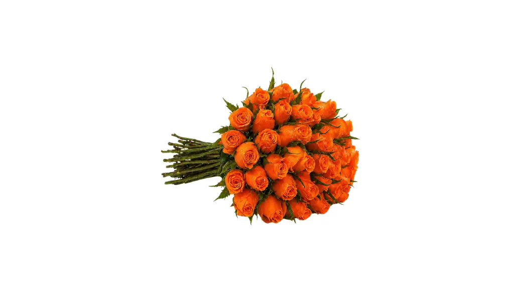 25 Orange Roses