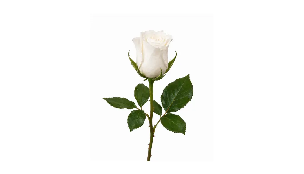 White rose