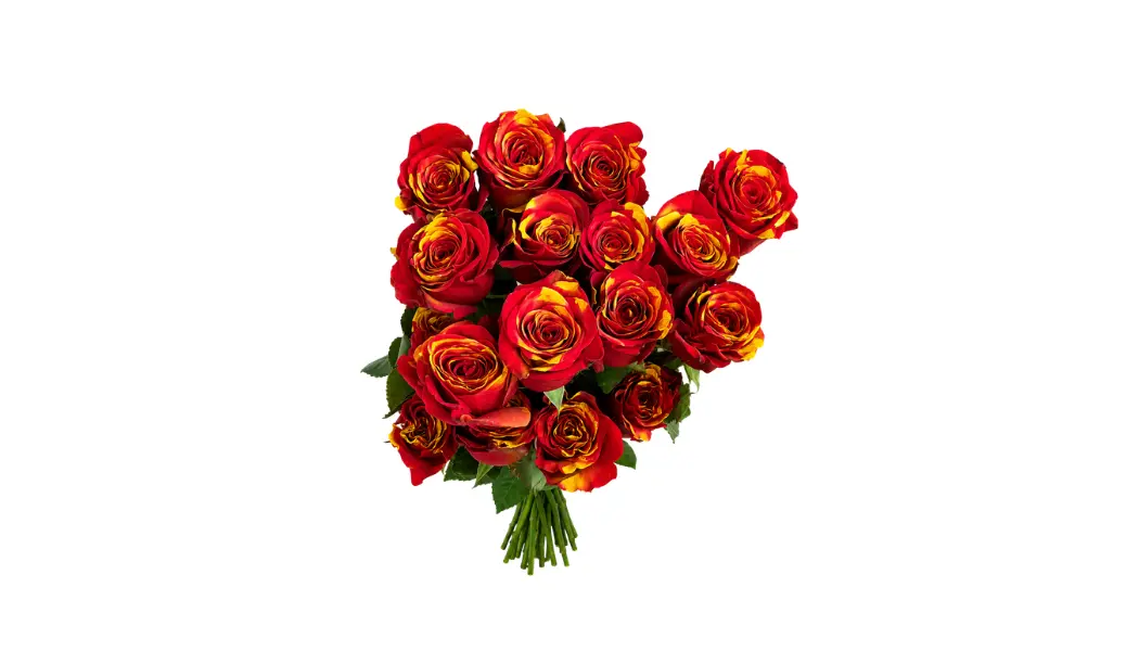 25 Spanish Flame Ecuadorian Roses