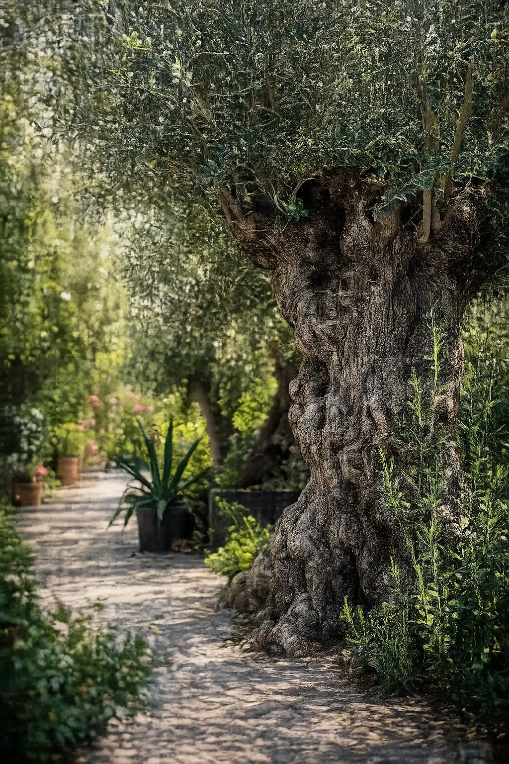 ُوقَدُ مِن شَجَرَةٍ مُّبَارَكَةٍ زَيْتُونَةٍ