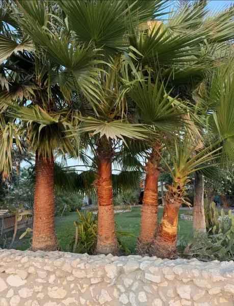 النخل